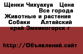 Щенки Чихуахуа › Цена ­ 12000-15000 - Все города Животные и растения » Собаки   . Алтайский край,Змеиногорск г.